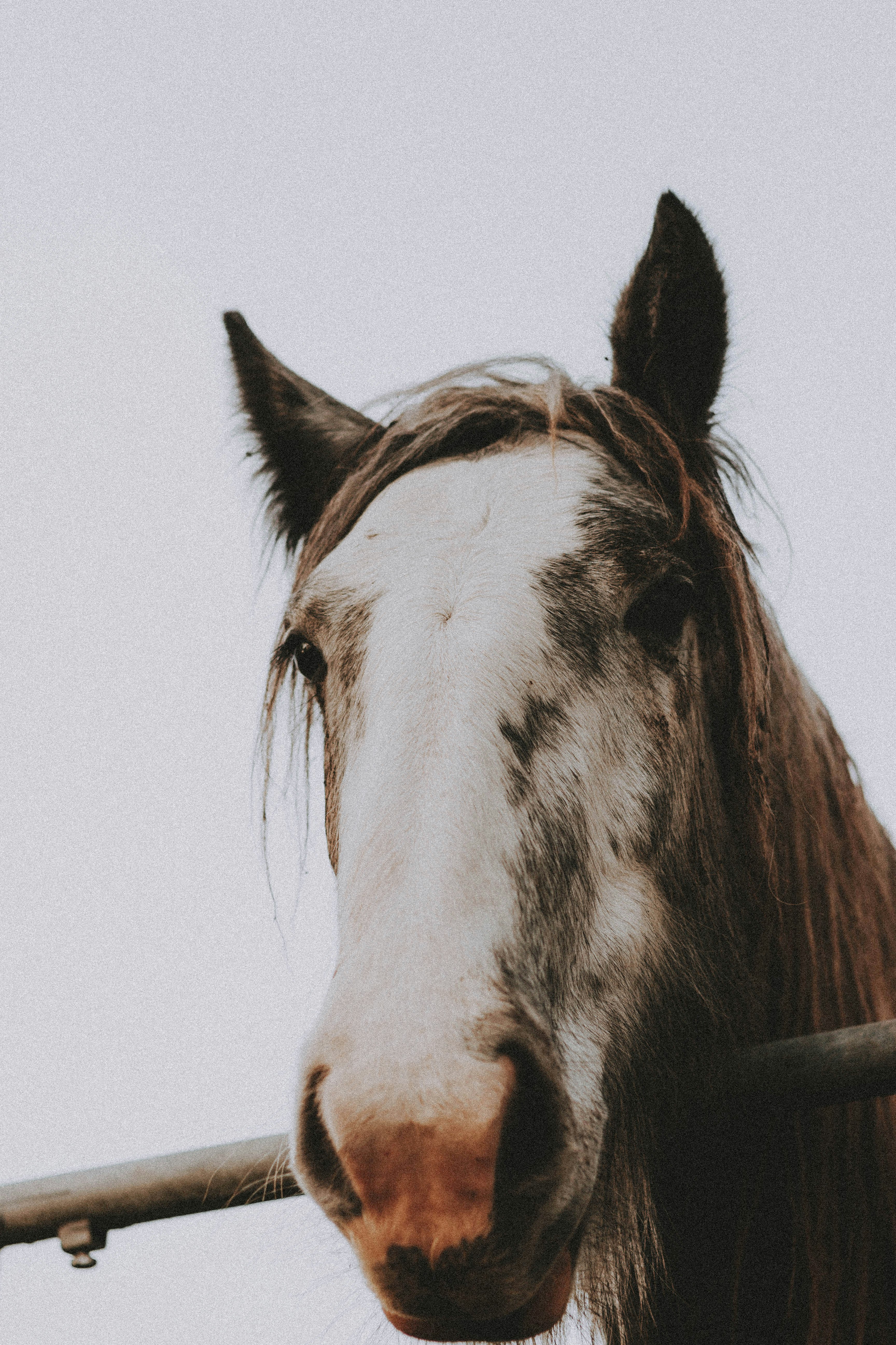 white and brown horse in close up photography